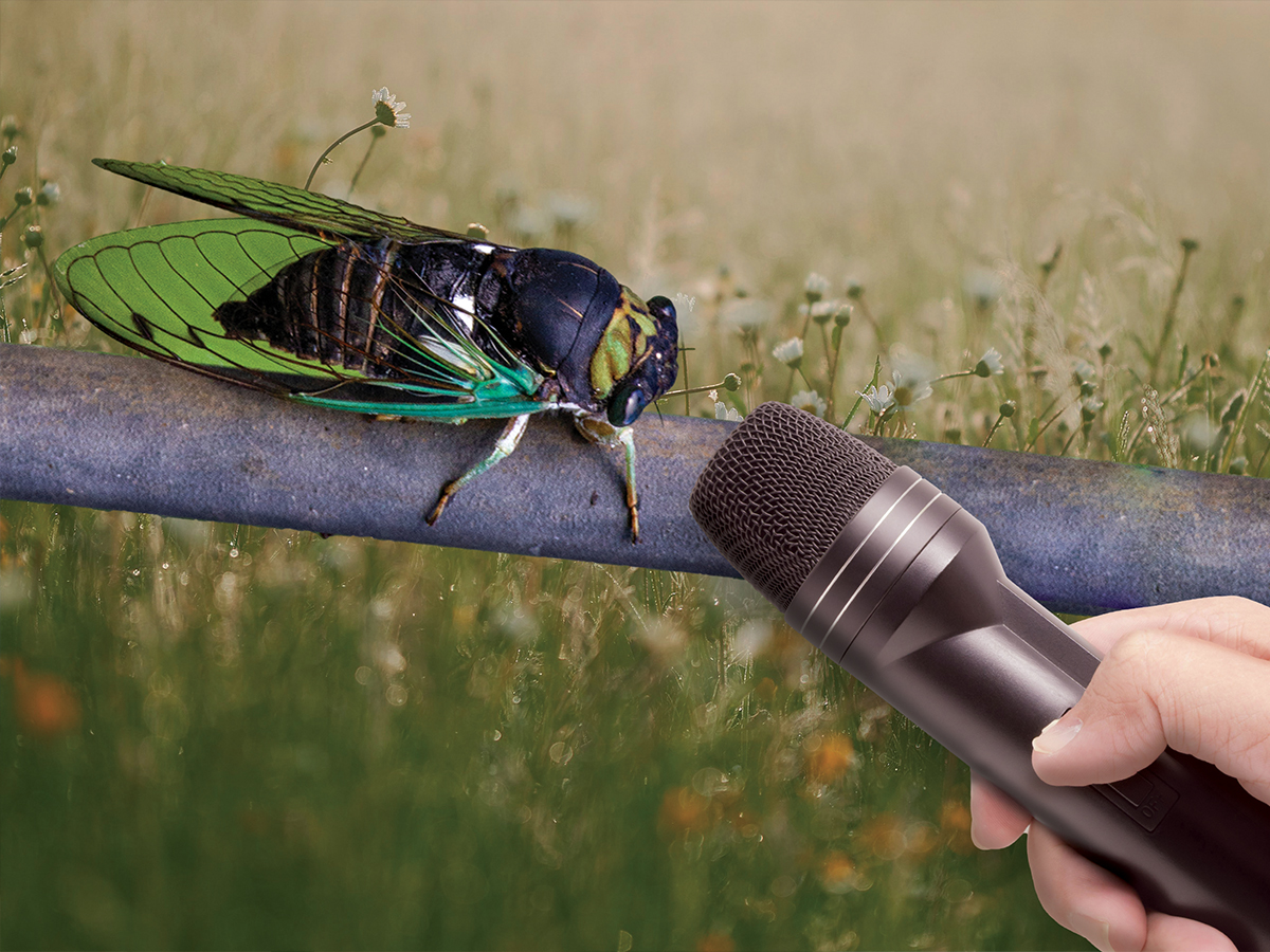 Brood XIX Cicadas Are Preparing to Make the Ascent of a Lifetime