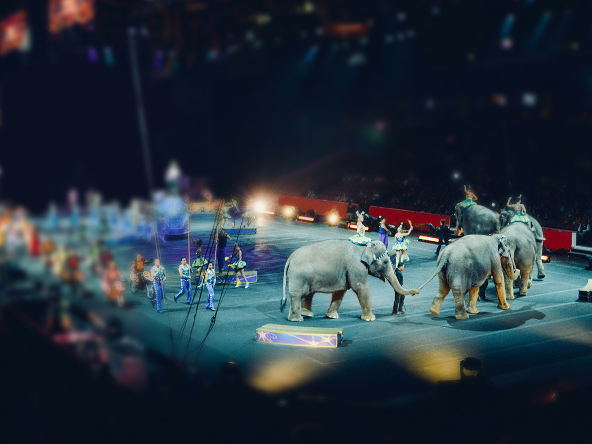 Op-Ed: Loomis Bros. Circus is Coming to Raleigh. It Still Uses Wild Animals.