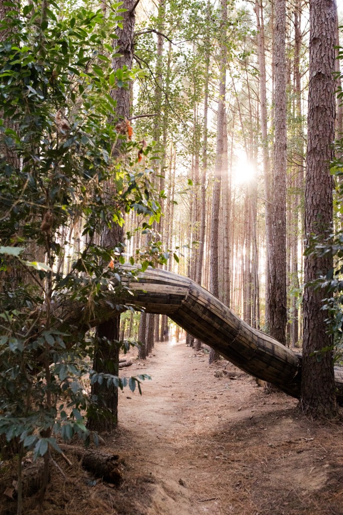 Mother Strongtail's tail. Photo courtesy of Dix Park Conservancy. 