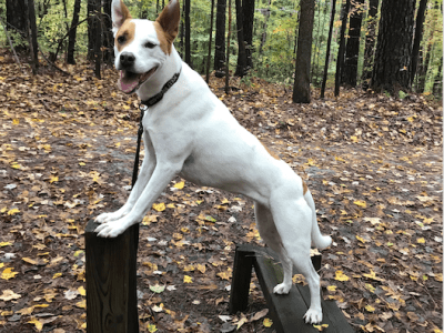 How the Folk Musician Alice Gerrard Trained Her Dog to Fetch a Beer